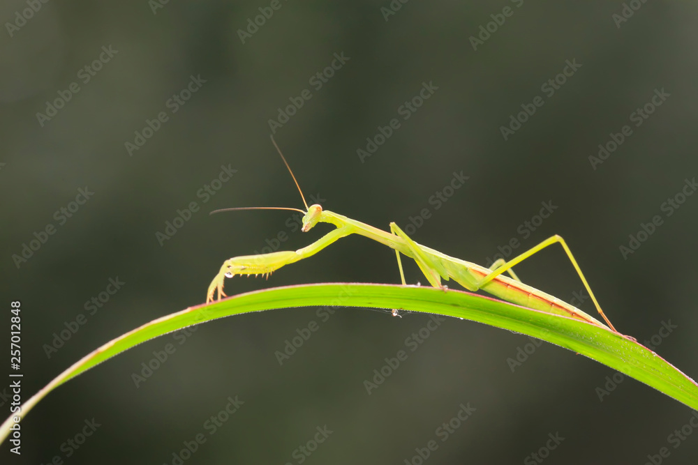 Mantis larvae on plant