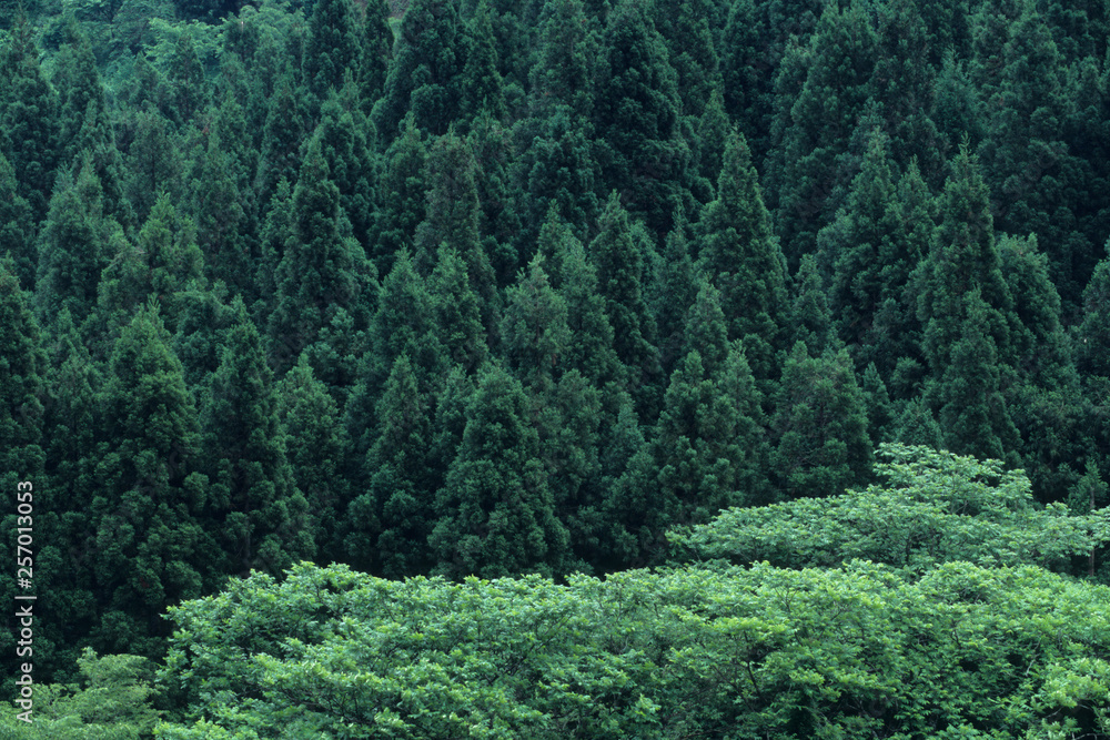 Deep Green Cedar Forest - 深き緑の杉林 Deep Green Cedar Forest - 深き緑の杉林