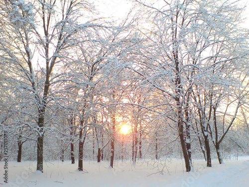 Fabulous sunset in the winter forest.