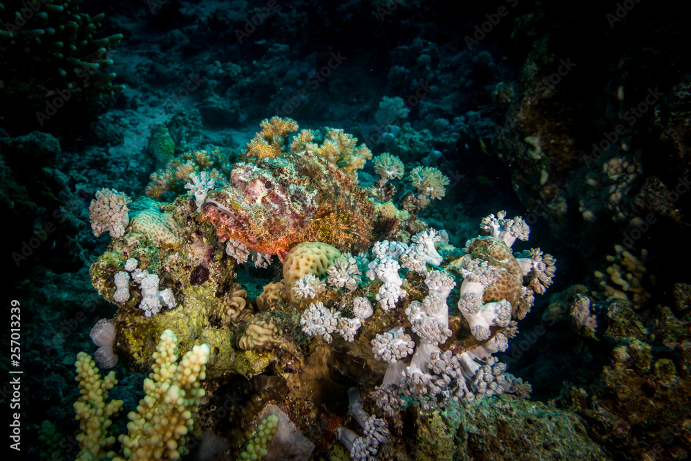 scorpion fish in coral in gamur kebir Safaga scorpion fish in coral in gamur kebir Safaga