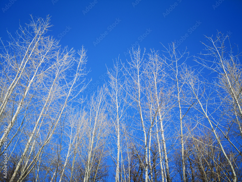 Fototapeta premium Bare branches of a dark tree against a blue sky in winter