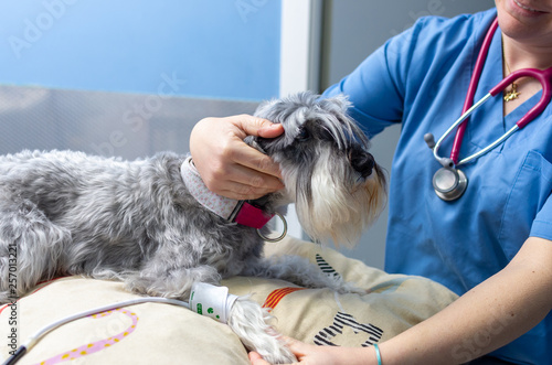 Veterinarian measuring the blood pressure of a miniature schnauzer photo