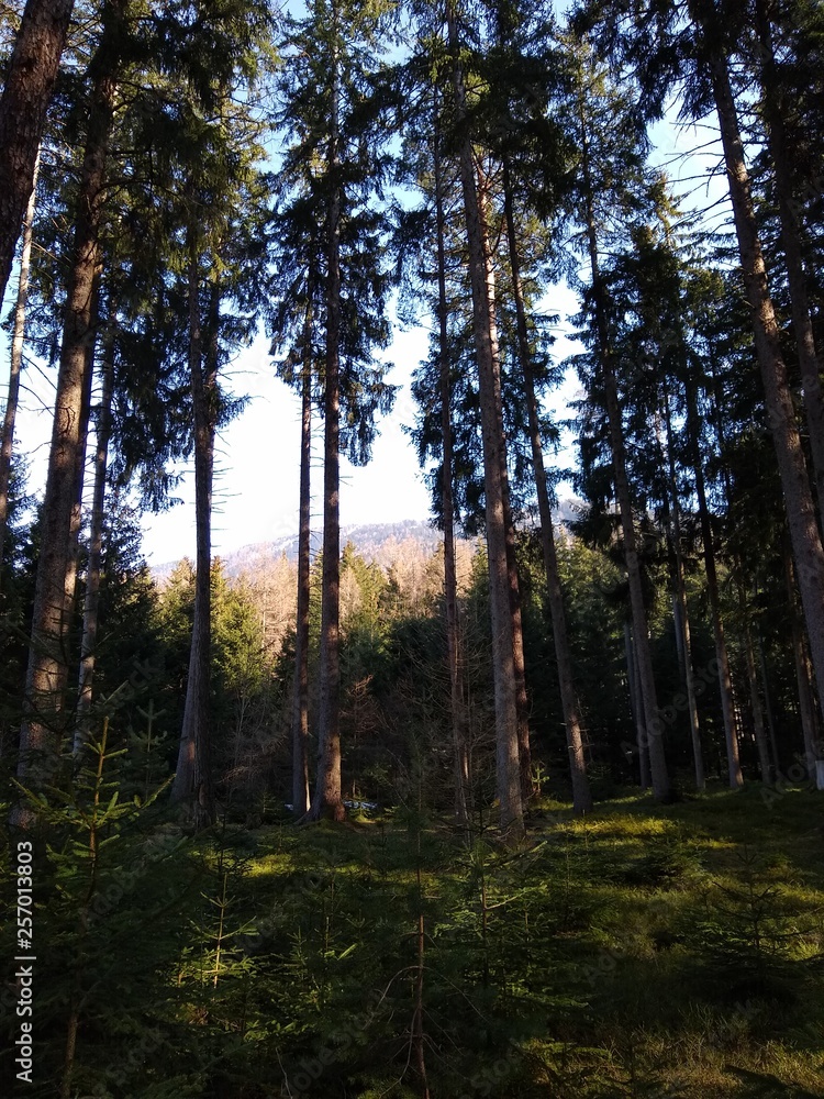 Fototapeta premium Abendstimmung im Wald