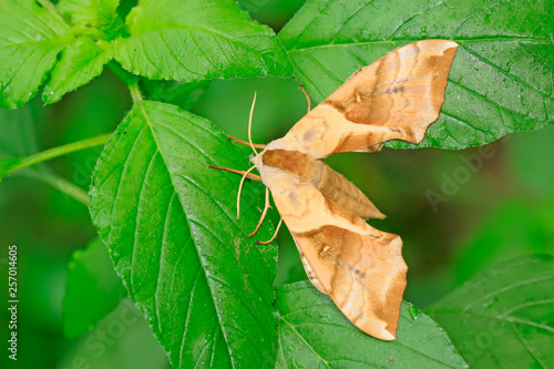 Bean hawkmoth on green leaf in the wild photo