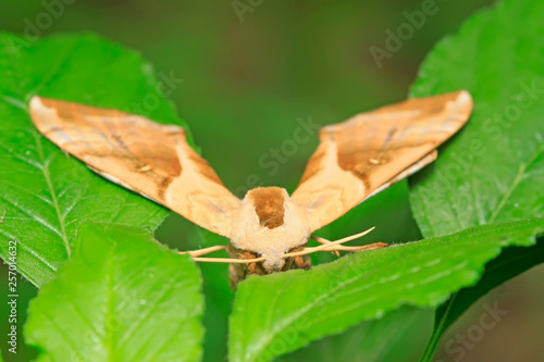 Bean hawkmoth on green leaf in the wild photo