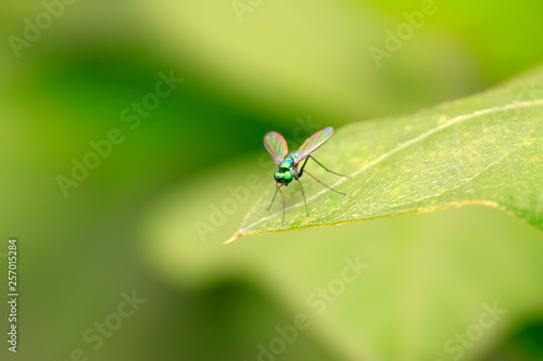 Dolichopodidae insect on plant