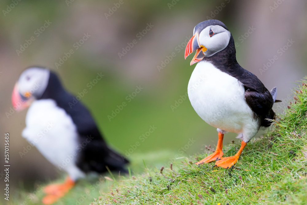 Fototapeta premium Two Puffins on Shetland Island resting on green grass of sea cliff