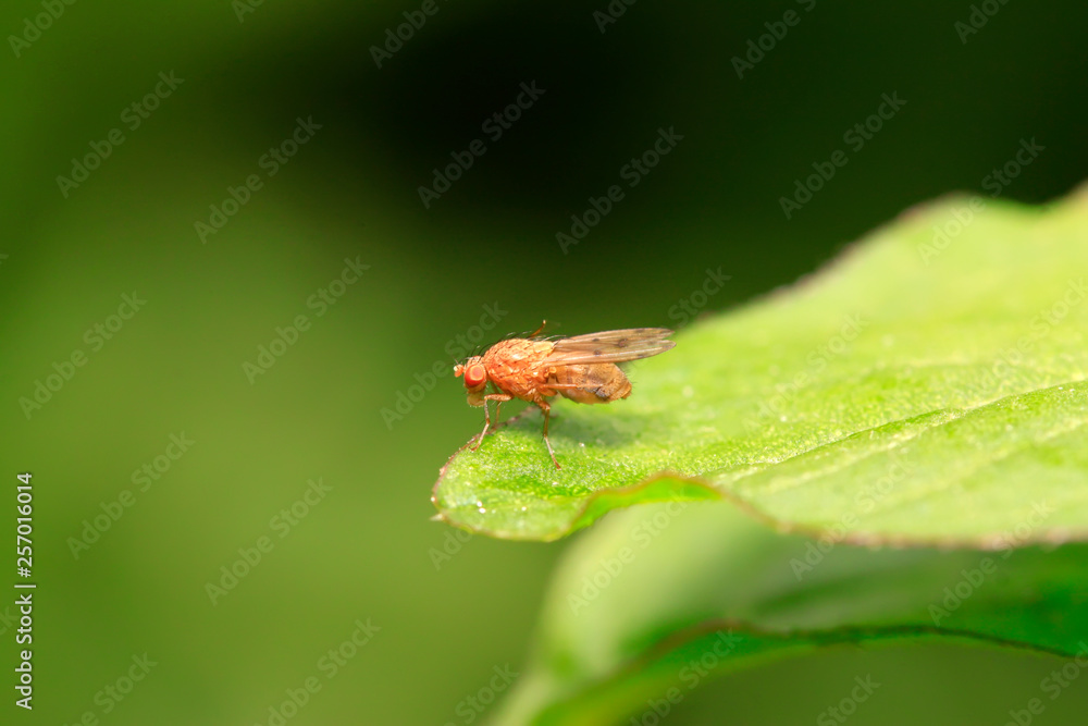 trypetid on plant trypetid on plant