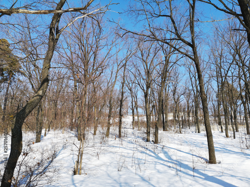 Winter Russian forest landscape with trees in early spring, melting snow Winter Russian forest landscape with trees in early spring, melting snow
