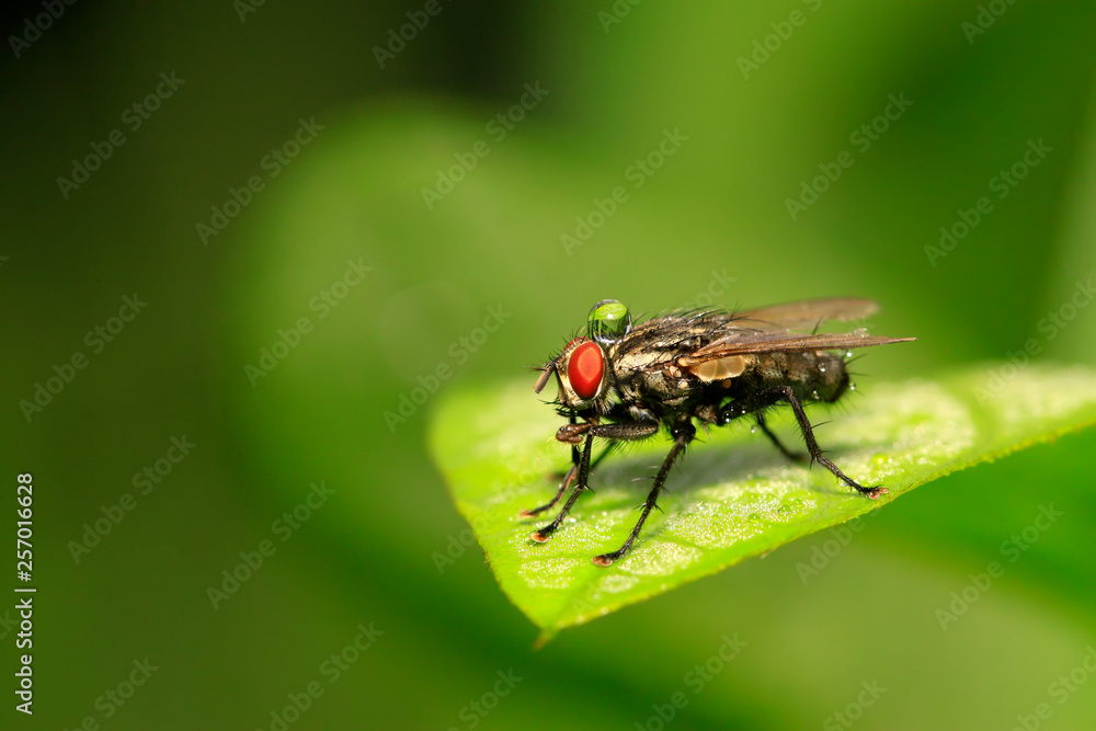 Tachinidae on plant Tachinidae on plant