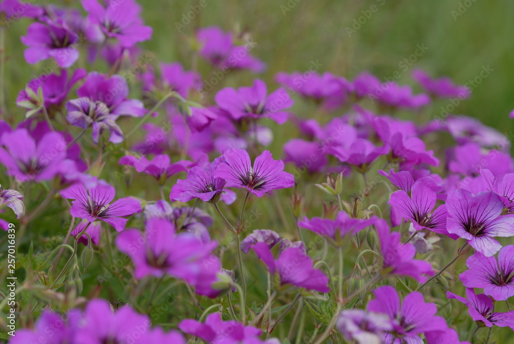 purple flowers in the garden, Cranesbill geranium purple flowers in the garden, Cranesbill geranium