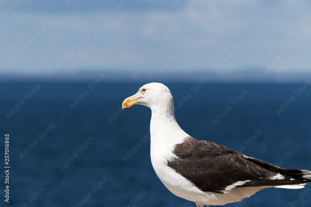 Great Black-backed Gull (Larus marinus) Great Black-backed Gull (Larus marinus)