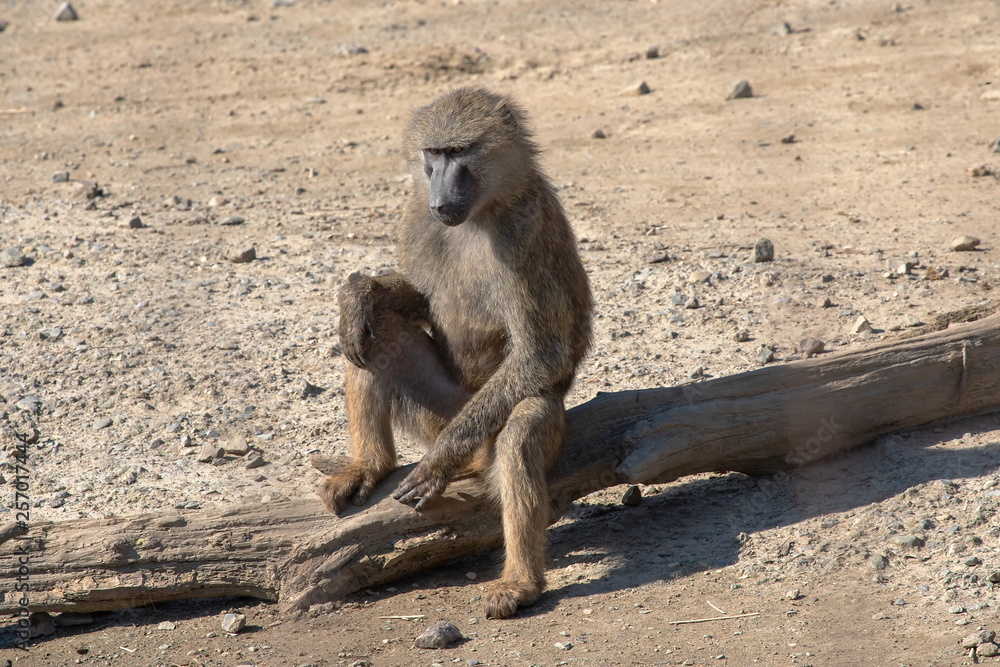 Obraz premium Pavian