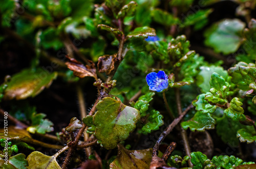 The first spring flowers.