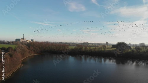 Hundreds of wild geese fly over a lake, in the background you can see the wonderland Kalkar, aerial view
