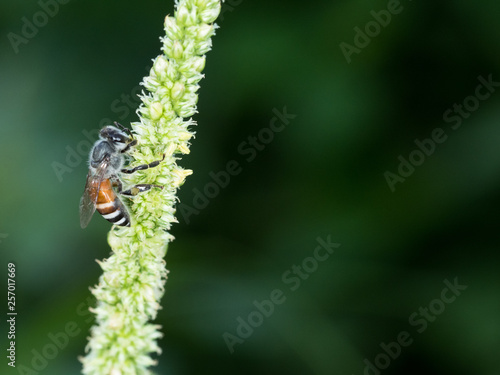 working bee looking some food to cook honey on flower © plaassc