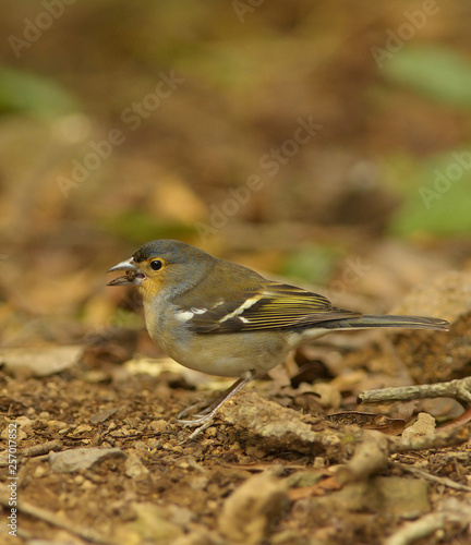 Detailed view of a color subspecies of a chaffinch living in the Canary Islands