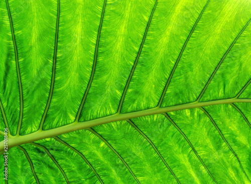 Tropical jungle leaf leaves green beauty of nature