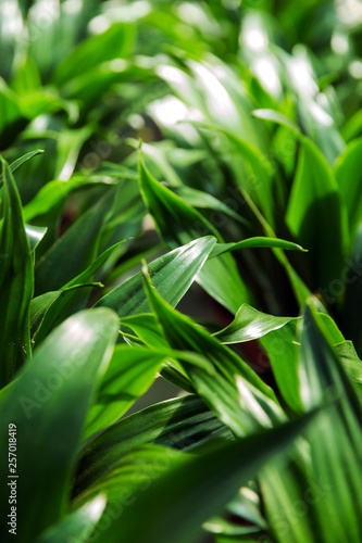 Tropical jungle leaf leaves Nature spring concept background.