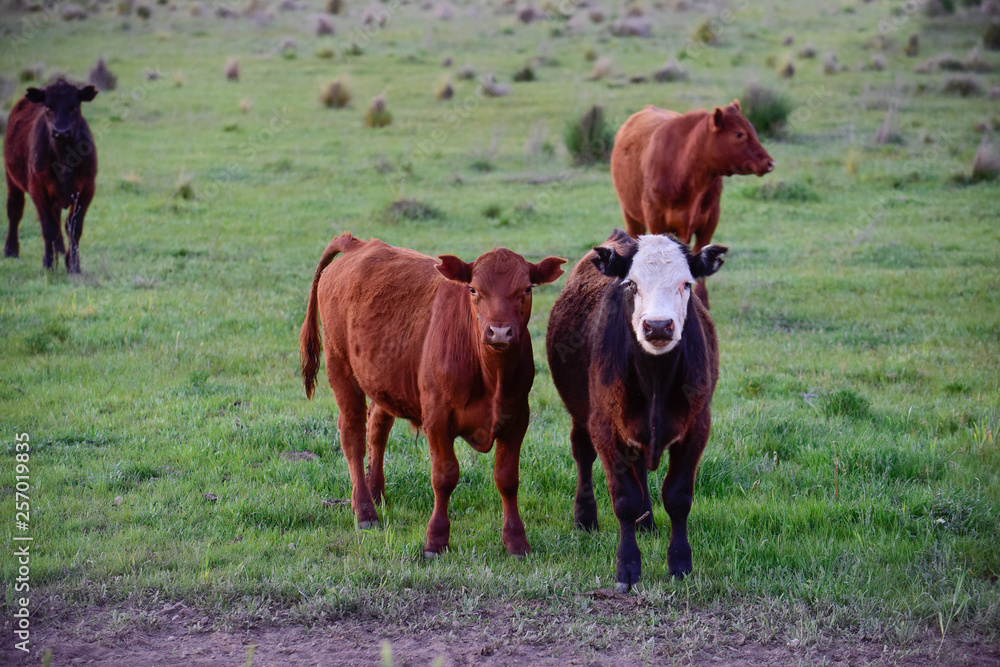 Steers looking at the camera, Pampas, Argentina