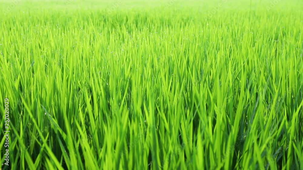 movement of rice sprout on farm, dolly shot movement of rice sprout on farm, dolly shot