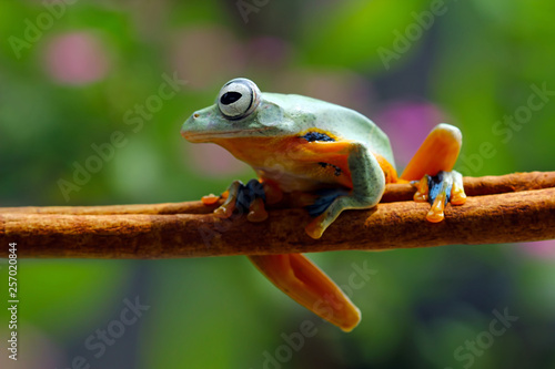 Tree frog, Flying frog on branch © Agus Gatam