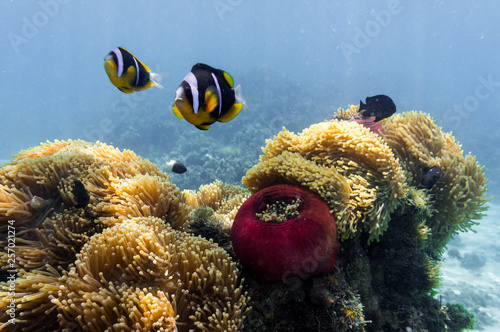 Blue ocean, colorful tropical coral reef and school of reef fish. Snorkeling on the tropical reef. Underwater paradise seascape.