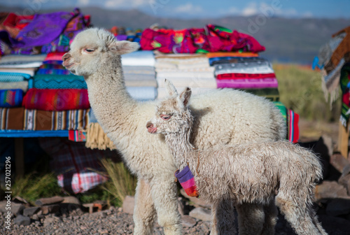 One week old and 2 months old alpacas standing in front of Peruvian fabric stand