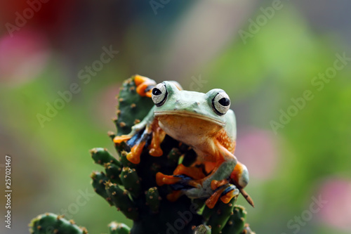 Tree frog, Flying frog on multi color background