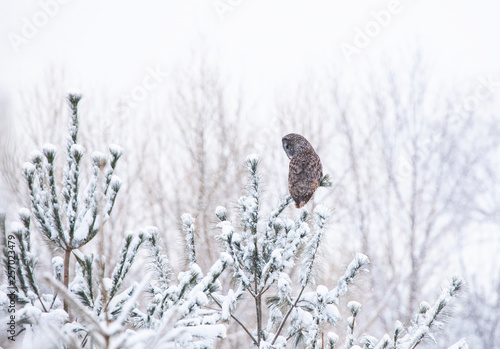 Great grey owl perched on a branch in a Canadian winter snowstorm