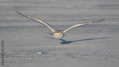 Snowy owl hunting over a snow covered field in Ottawa, Canada