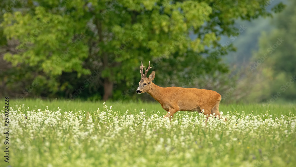 Roe deer, capreolus capreolus, buck walking through blossoming white wildflowers in summer with space for copy. Wild animal in nature. Roe deer, capreolus capreolus, buck walking through blossoming white wildflowers in summer with space for copy. Wild animal in nature.