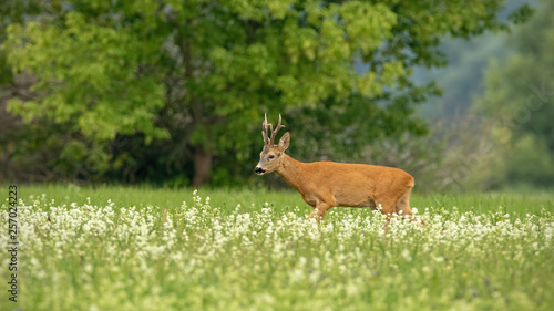Roe deer  capreolus capreolus  buck walking through blossoming white wildflowers in summer with space for copy. Wild animal in nature.