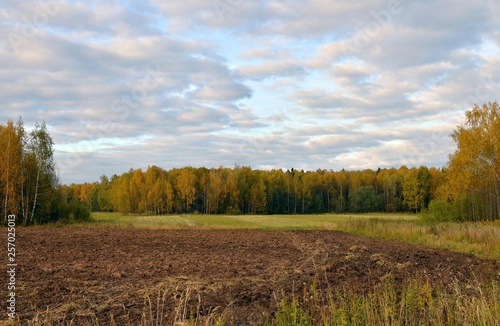 Autumn birch grove and plowed field, Kostroma region, Russia