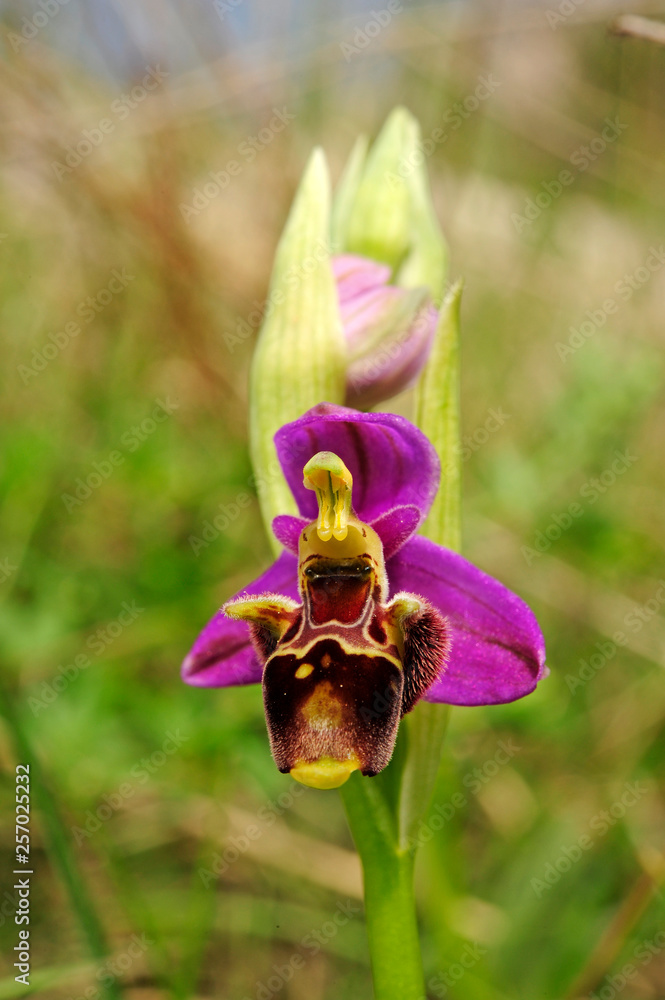 Hybrid Bienen-Ragwurz (Ophrys apifera) x Hummel-Ragwurz (Ophrys holoserica)  Stock Photo | Adobe Stock