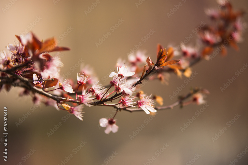 Branch of blossom at the spring morning