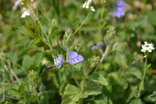 Purple flower