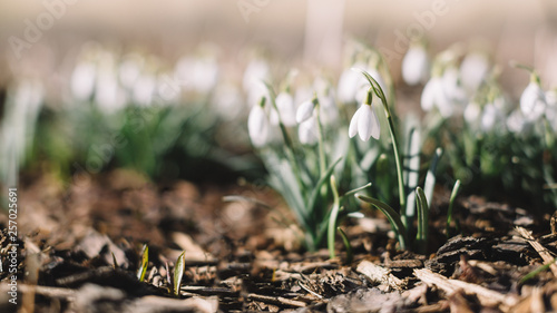 Fotografie Close up horizontal photo of blooming white Galanthus nivalis flowers in botanical garden, selective focus/ coming of spring, natural landscape, copy space, blurred background, nature concept