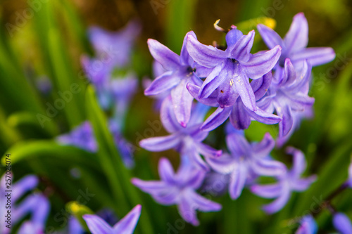 Agapanthus purple spring flower