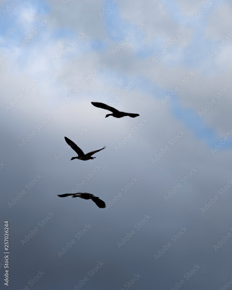 Fototapeta premium Geese