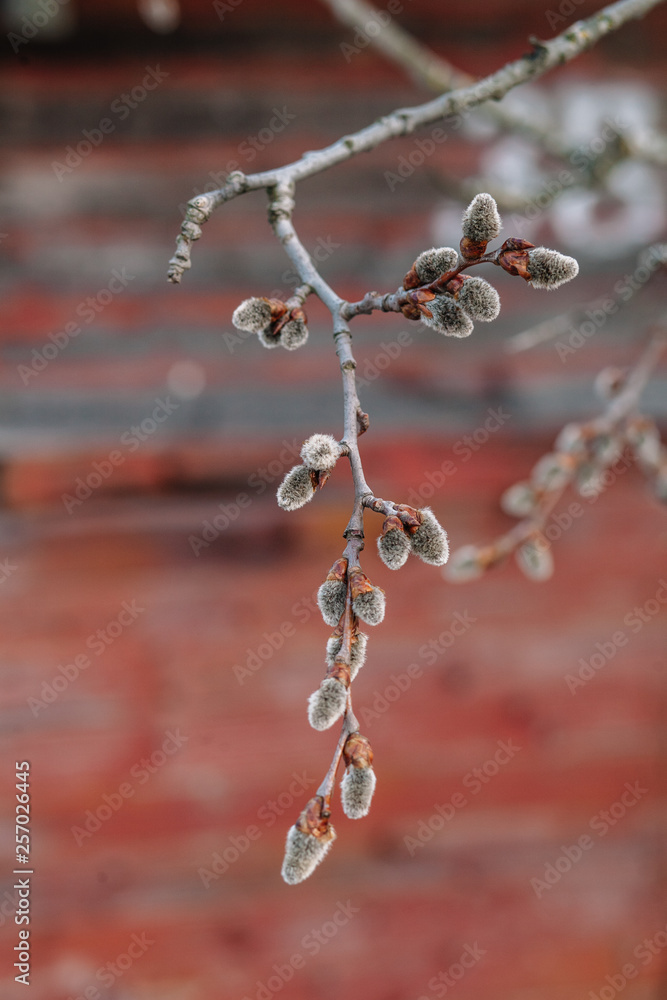 Willow branches with fluffy catkins. Beautiful pussy willow flowers branches. Spring and easter landscape. Flowering willow. Willow branches with fluffy catkins. Beautiful pussy willow flowers branches. Spring and easter landscape. Flowering willow.
