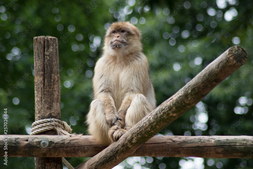 Fototapeta premium Monkey sitting