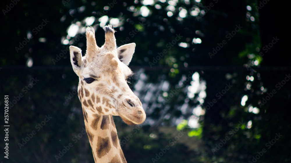 Αυτοκόλλητο giraffe in the zoo