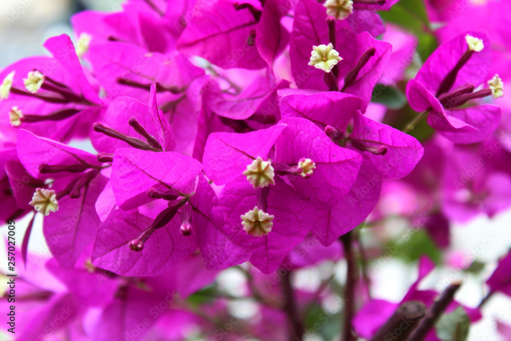 Flor de color lila. La flor es la estructura reproductiva característica de  las plantas llamadas espermatofitas o fanerógama. Bougainvillea foto de  Stock | Adobe Stock