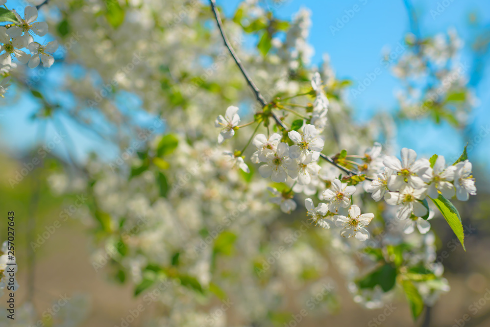 Springtime. Flowering peach branch on blue sky background. Abstract blurred background. Beautiful nature scene with blooming tree and sun.