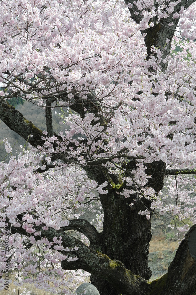 桜 愛される 美 桜 愛される 美