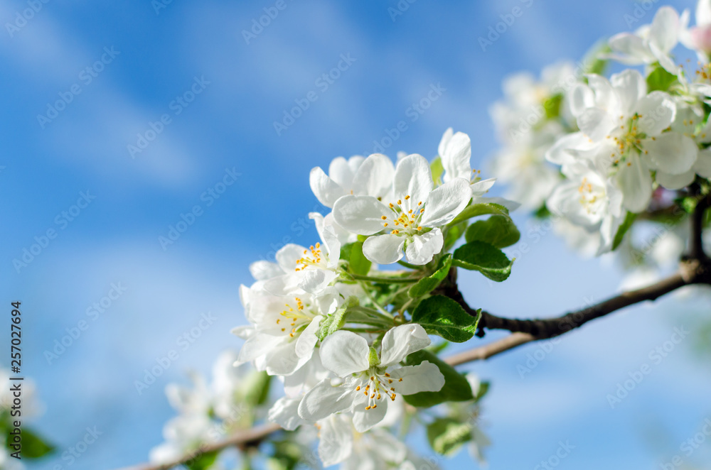 Flowering apple tree against a blue sky