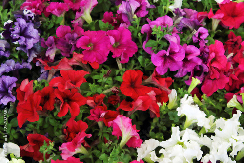 Conjunto de flores y plantas para decoración. Brote de muchas plantas, formado por hojas de colores, del que se formará el fruto.