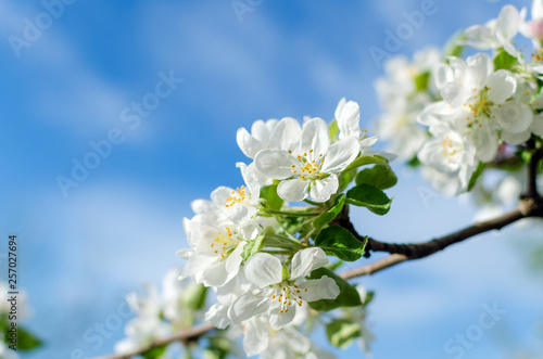 Flowering apple tree against a blue sky © andrei310
