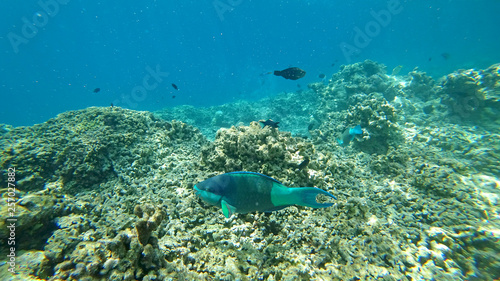 Fototapeta Naklejka Na Ścianę i Meble -  underwater world of the Indian Ocean on Maldives